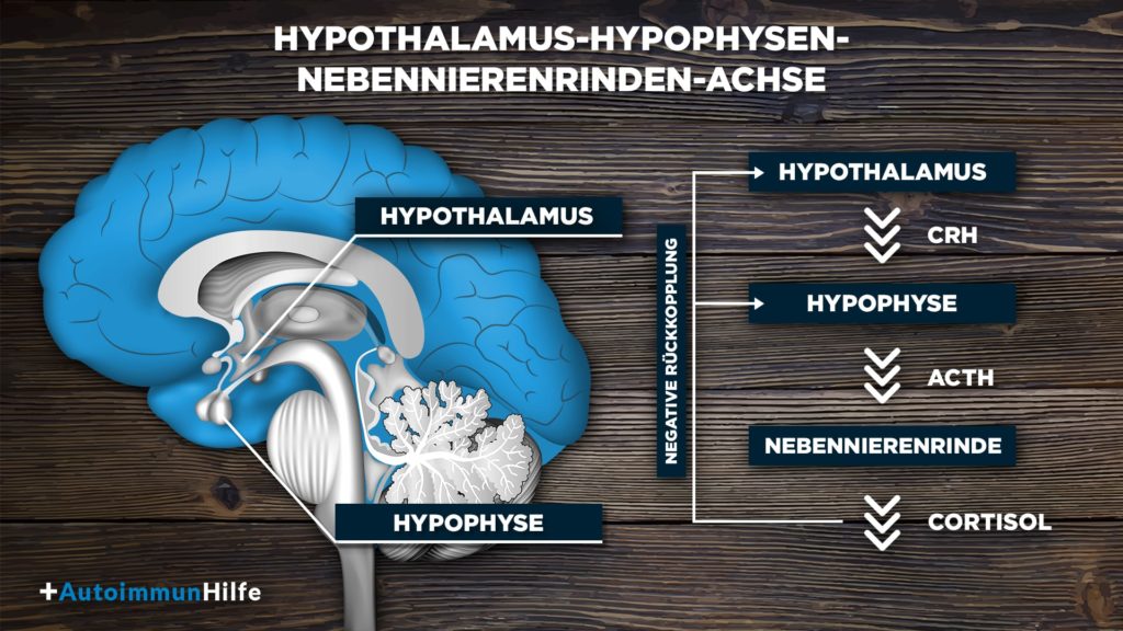 Eine Grafik, die die Hypothalamus-Hypophysen-Nebennierenrinden-Achse beschreibt.
